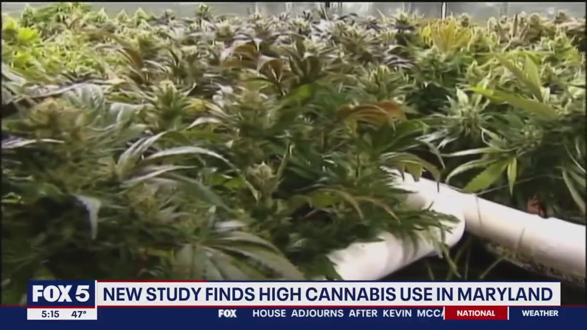 New study finds high marijuana use among Maryland consumers